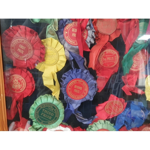 680 - Three glazed Cases of Horse Show Rosettes (R10)