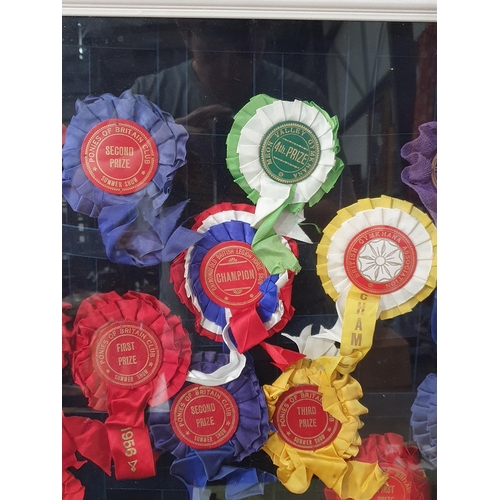 680 - Three glazed Cases of Horse Show Rosettes (R10)