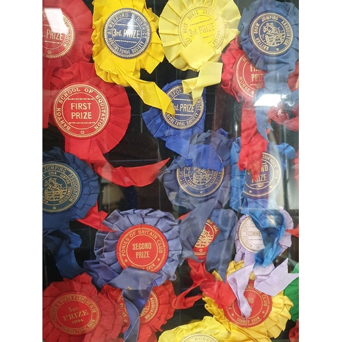 680 - Three glazed Cases of Horse Show Rosettes (R10)