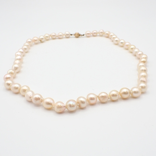 179 - A single row of Cultured Pearls on 9ct gold clasp