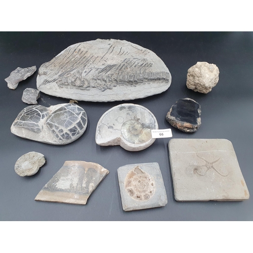 66 - A quantity of Fossils, some polished, and five hardstone egg-shaped Hand Coolers