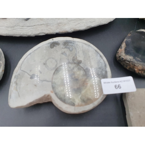 66 - A quantity of Fossils, some polished, and five hardstone egg-shaped Hand Coolers