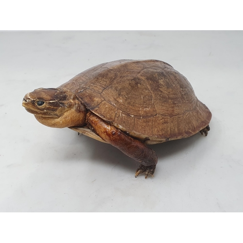 546 - A taxidermy specimen of a Tortoise 8in L