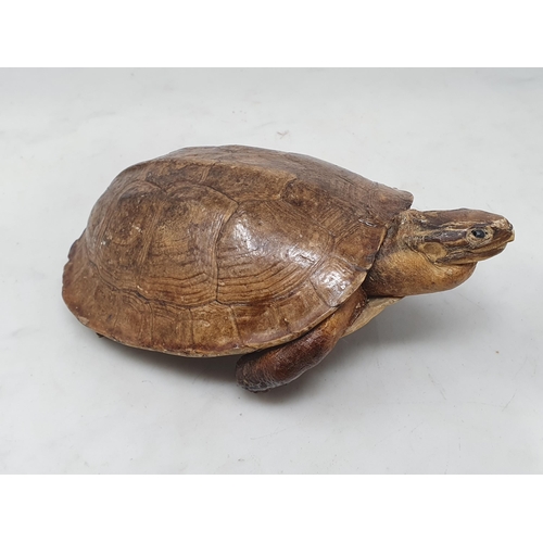 546 - A taxidermy specimen of a Tortoise 8in L