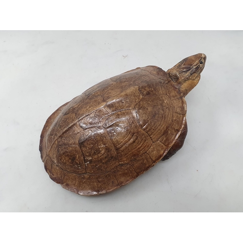 546 - A taxidermy specimen of a Tortoise 8in L