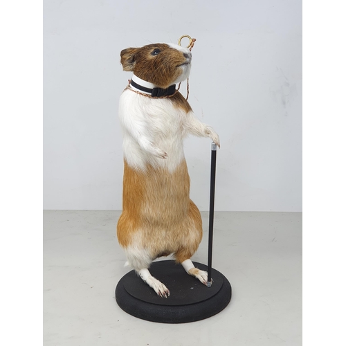 Taxidermy stuffed guinea pig shops wooden bookends