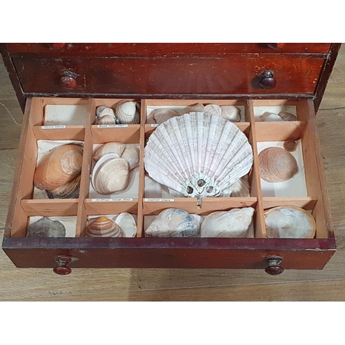 706 - A stained wood Table Top Collector's Chest with multiple drawers containing shells, rocks, etc, 18in... 