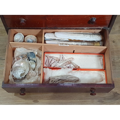 706 - A stained wood Table Top Collector's Chest with multiple drawers containing shells, rocks, etc, 18in... 