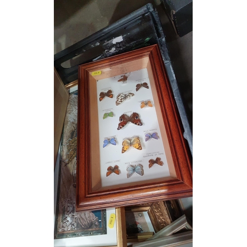 824 - Thirteen framed Butterflies, and a quantity of Prints. (R5).