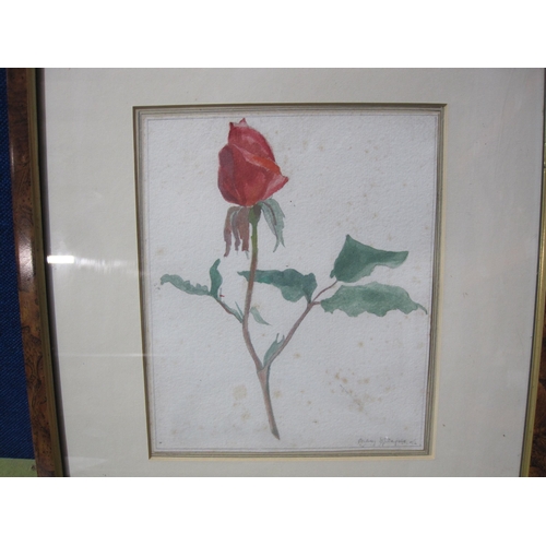 419 - MARY SPRAGUE. Still Life Studies of a red Rose; a yellow Rose; and a Daffodil, signed, watercolours,... 