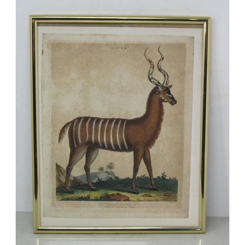 406 - A Group of coloured prints, subjects include The Striped Antelope; The White Tartarian Camel, The Te... 