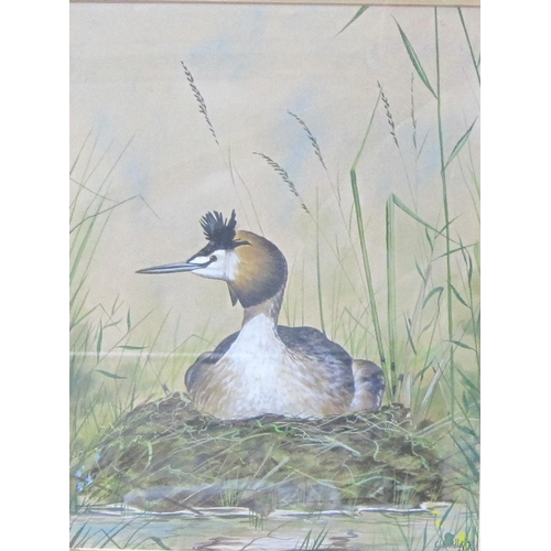 426 - G.L.WOODLEY. Teal ; Great Crested Grebe; Moorhen, three signed and dated (19)76, watercolour, 14 x 1... 