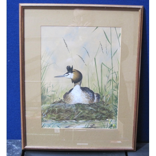 426 - G.L.WOODLEY. Teal ; Great Crested Grebe; Moorhen, three signed and dated (19)76, watercolour, 14 x 1... 