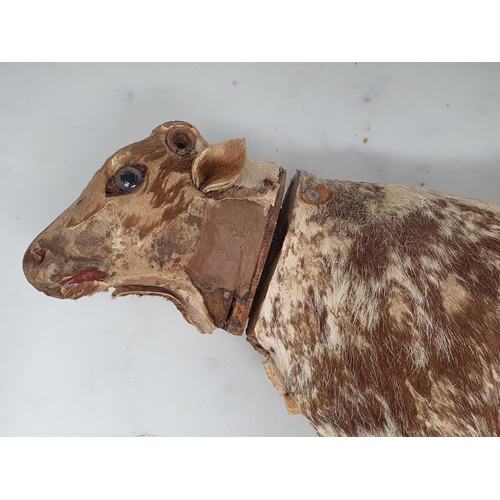 414 - An antique Folk Art skin covered wooden Model of a Shorthorn Cow with glass eyes A/F 14in L, and ano... 