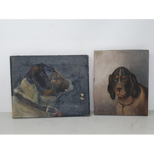 31 - ENGLISH SCHOOL. a primitive oil on canvas Portrait of a Terrier 10in W x 8in H, another titled 'Fanf... 