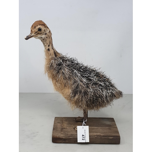 472 - A taxidermy juvenile Ostrich on wooden base, 12in high including wooden base