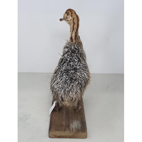 472 - A taxidermy juvenile Ostrich on wooden base, 12in high including wooden base