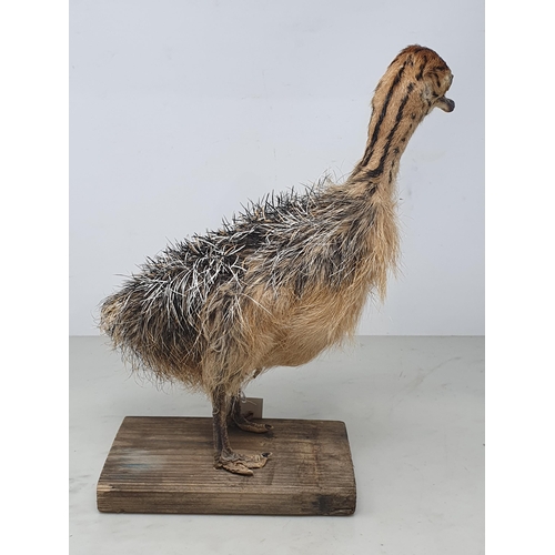 472 - A taxidermy juvenile Ostrich on wooden base, 12in high including wooden base