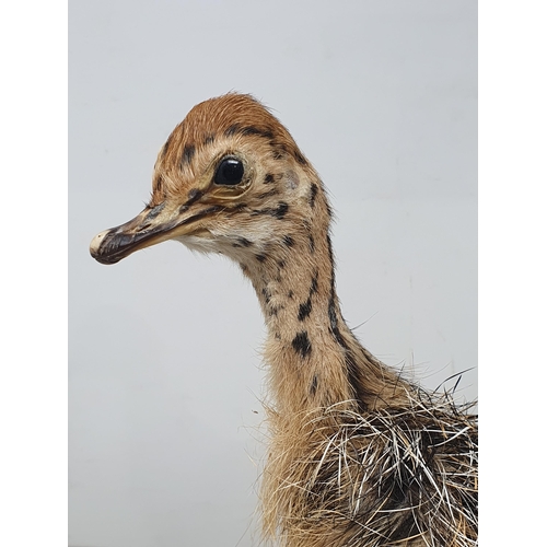 472 - A taxidermy juvenile Ostrich on wooden base, 12in high including wooden base