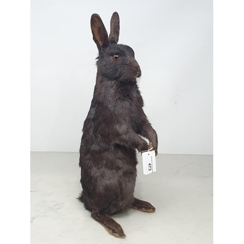 473 - A taxidermy black Rabbit (one ear A/F)