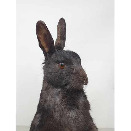 473 - A taxidermy black Rabbit (one ear A/F)