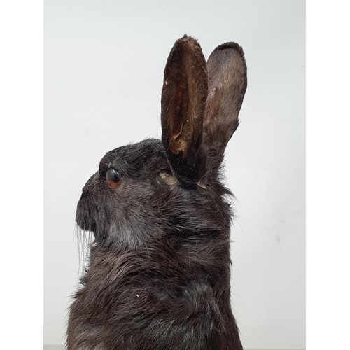 473 - A taxidermy black Rabbit (one ear A/F)