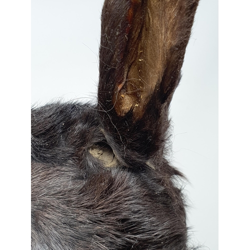 473 - A taxidermy black Rabbit (one ear A/F)