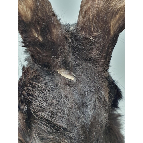 473 - A taxidermy black Rabbit (one ear A/F)