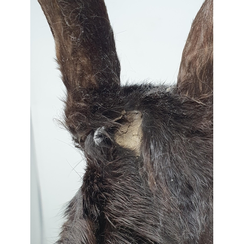 473 - A taxidermy black Rabbit (one ear A/F)