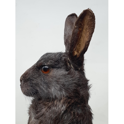 473 - A taxidermy black Rabbit (one ear A/F)