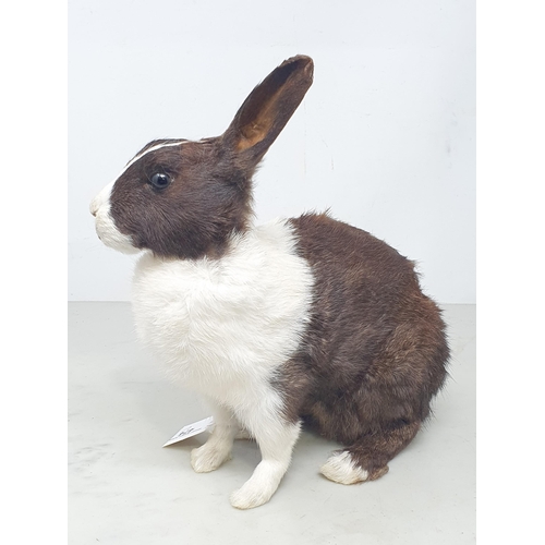 474 - A taxidermy brown and white Rabbit