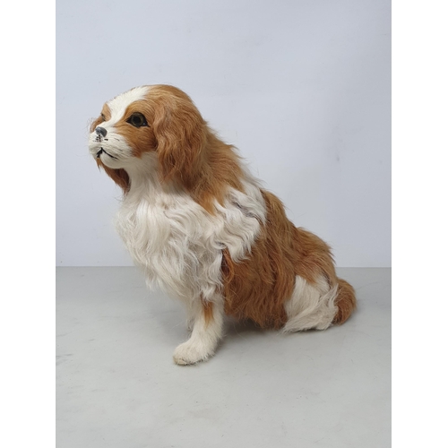 492 - A fur covered Model of a King Charles Spaniel (nose A/F) 10in H