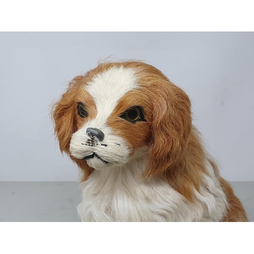 492 - A fur covered Model of a King Charles Spaniel (nose A/F) 10in H