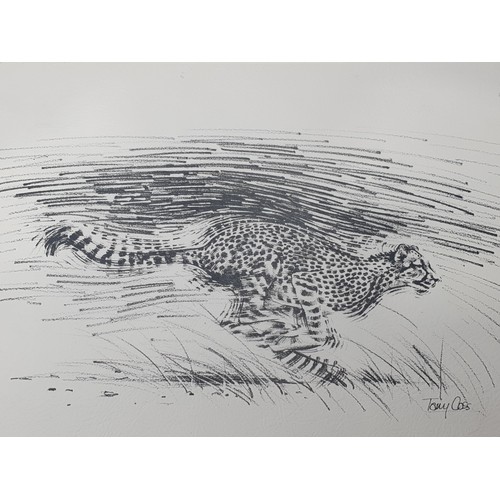 46 - Fifteen unframed African Wildlife limited edition Prints by Tom Coss