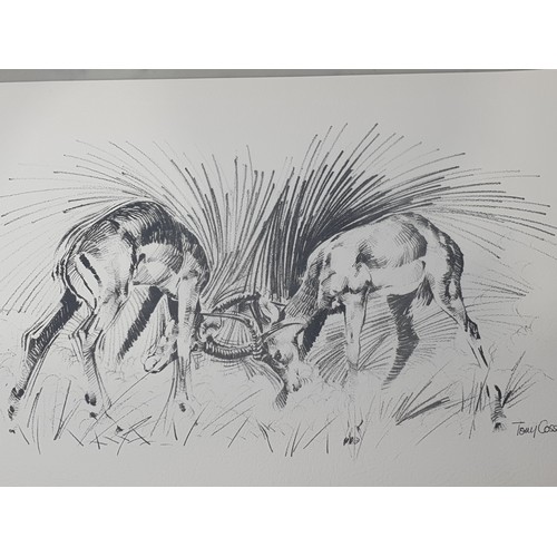 46 - Fifteen unframed African Wildlife limited edition Prints by Tom Coss