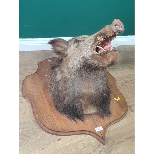 22 - A taxidermy Wild Boar Mask on oak shield (R2)