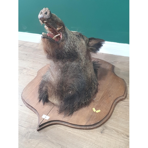 22 - A taxidermy Wild Boar Mask on oak shield (R2)