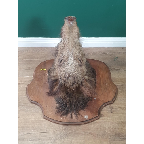 22 - A taxidermy Wild Boar Mask on oak shield (R2)