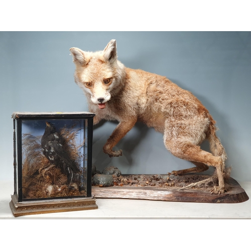 35 - A taxidermy Fox A/F, a taxidermy Blackbird in decorative glazed case A/F and a taxidermy Parrot. (R2... 