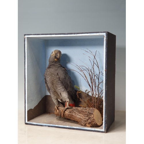 35 - A taxidermy Fox A/F, a taxidermy Blackbird in decorative glazed case A/F and a taxidermy Parrot. (R2... 