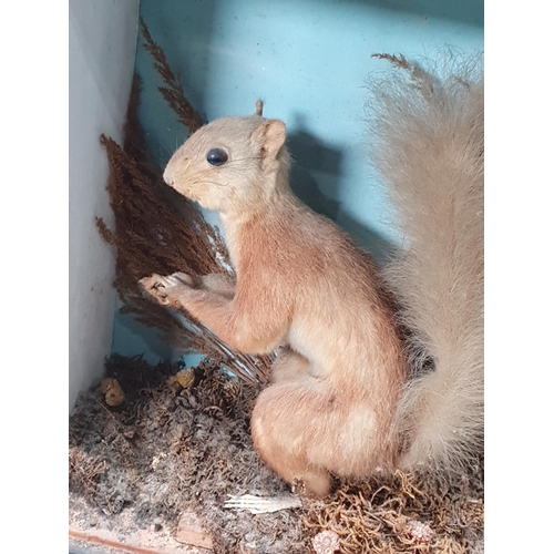 36 - A taxidermy Red Squirrel A/F, bearing label for 