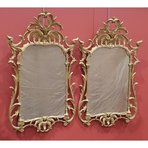 584 - A pair of antique Wall Mirrors in the Georgian manner with elaborate gilt wood, pierced and foliate ... 