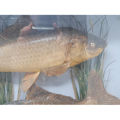 875 - A bow fronted taxidermy Case displaying a pair of Common Carp 1ft 9in W x 1ft 2in H