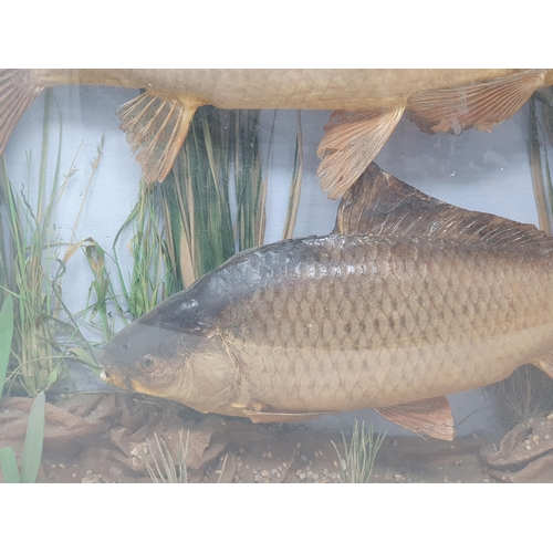 875 - A bow fronted taxidermy Case displaying a pair of Common Carp 1ft 9in W x 1ft 2in H