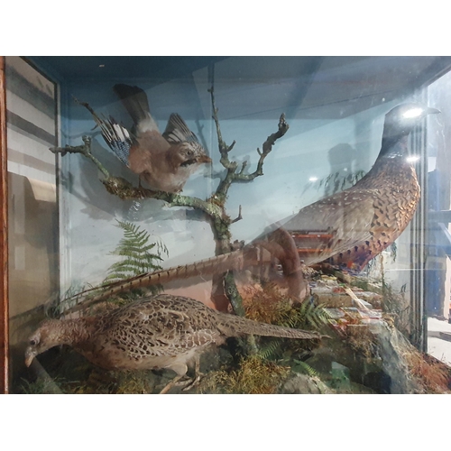 878 - An antique taxidermy Case displaying a pair of Pheasants and a Jay amongst naturalistic setting 2ft ... 