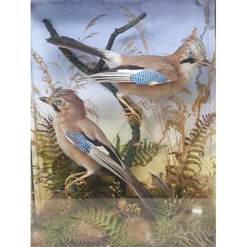 879 - An antique taxidermy Case displaying a pair of Jays perched amongst bracken and seeding grasses 1ft ... 