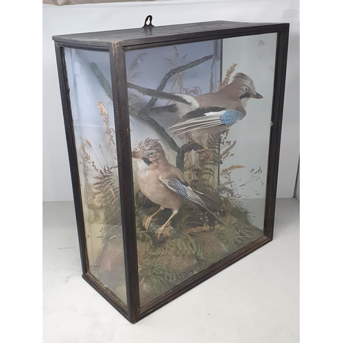 879 - An antique taxidermy Case displaying a pair of Jays perched amongst bracken and seeding grasses 1ft ... 