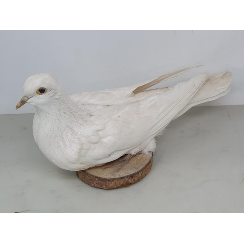 880 - A pair of taxidermy white Doves on circular wooden bases