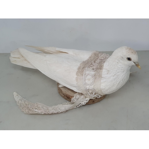 880 - A pair of taxidermy white Doves on circular wooden bases