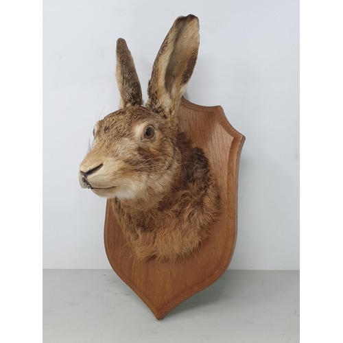 881 - A taxidermy Brown Hare Mask on oak shield